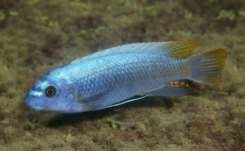 Labeotropheus trewavasae 'Maison Reef'